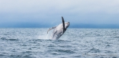 Buckelwal - Ballena Jorobada - Humpback Whale