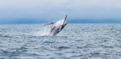 Buckelwal - Ballena Jorobada - Humpback Whale