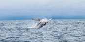 Buckelwal - Ballena Jorobada - Humpback Whale