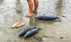 Fischmarkt am Strand von Puerto Lopez