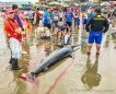 Fischmarkt am Strand von Puerto Lopez