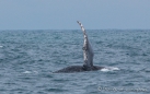 Buckelwal - Ballena Jorobada - Humpback Whale