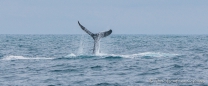 Buckelwal - Ballena Jorobada - Humpback Whale