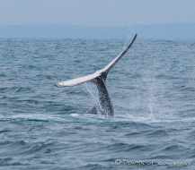 Buckelwal - Ballena Jorobada - Humpback Whale