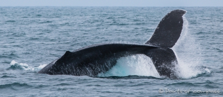 Buckelwal - Ballena Jorobada - Humpback Whale