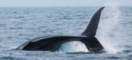 Buckelwal - Ballena Jorobada - Humpback Whale