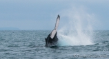 Buckelwal - Ballena Jorobada - Humpback Whale