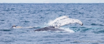 Buckelwal - Ballena Jorobada - Humpback Whale