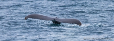 Buckelwal - Ballena Jorobada - Humpback Whale