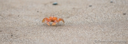 rote Krabben am Strand