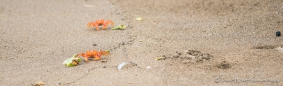 rote Krabben am Strand