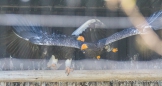 Pigargo de Steller - Steller‘s Sea Eagle - Riesenseeadler