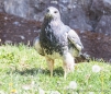 Àguila Pechinegra - Black-chested Buzzard-Eagle - Blaubussard