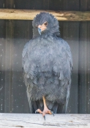 Àguila Solitaria - Solitary Eagle - Einsiedleradler