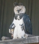 Àguila Harpía - Harpy Eagle - Harpyie
