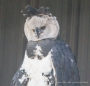 Àguila Harpía - Harpy Eagle - Harpyie