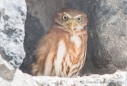 Mochuelo del Pacífico - Pacific Pygmy-Owl - Peru-Sperlingskauz