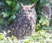 Cuscungo - Great Horned Owl - Virginia-Uhu