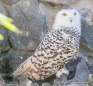 Búho Nival - Snowy Owl - Schnee-Eule