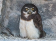 Búho de Anteojos - Spectacled Owl - Brillenkauz