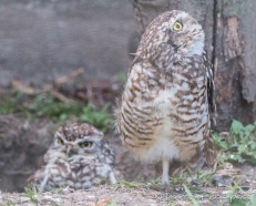 Búho Terrestre - Burrowing Owl - Präriekauz