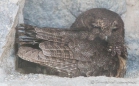 Búho Moteado - Mottled Owl - Sprenkelkauz