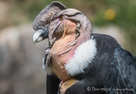 Cóndor Andino - Andean Condor - Andenkondor