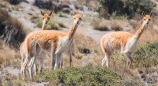 Vicuñas - die Mini-Wildart der Lamas