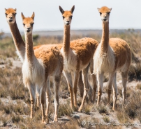 neugierig sind sie die Vicuñas
