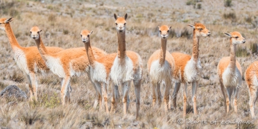 neugierig sind sie die Vicuñas