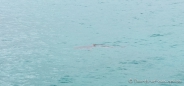und ein Hai schwimmt an der Ankerstelle auch gleich noch vorbei