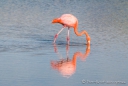 Flamingos in der Lagune