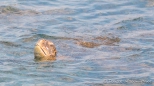 Meeresschildkröte beim Luftschnappen