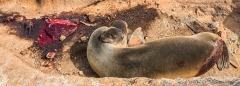 Seelöwen-Mama mit ihrem Neugeborenen
