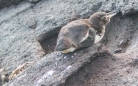 Galápagos Pinguin
