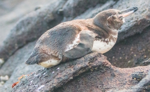 Galápagos Pinguin