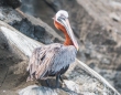 Browm Pelican - brauner Pelikan