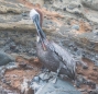 Brown Pelican - Brauner Pelikan