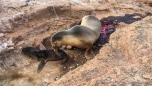 Seelöwen-Mama mit ihrem Neugeborenen