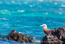 Blue-footed Boobie - Blaufußtölpel