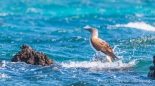 Blue-footed Boobie - Blaufußtölpel