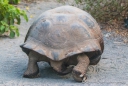 Riesen-Schildkröte unterwegs auf der Isla Isabela