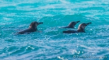 Galápagos - Pinguine