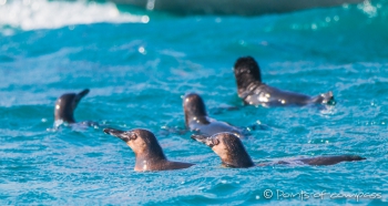 Galápagos - Pinguine