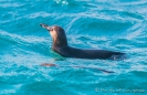 Galápagos - Pinguine