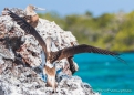 Blue-footed Boobie - Blaufußtölpel