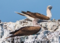 Blue-footed Boobie - Blaufußtölpel