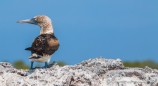 Blue-footed Boobie - Blaufußtölpel