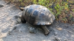 Riesen-Schildkröte unterwegs auf der Isla Isabela