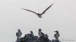 Blue-footed Boobie - Blaufußtölpel